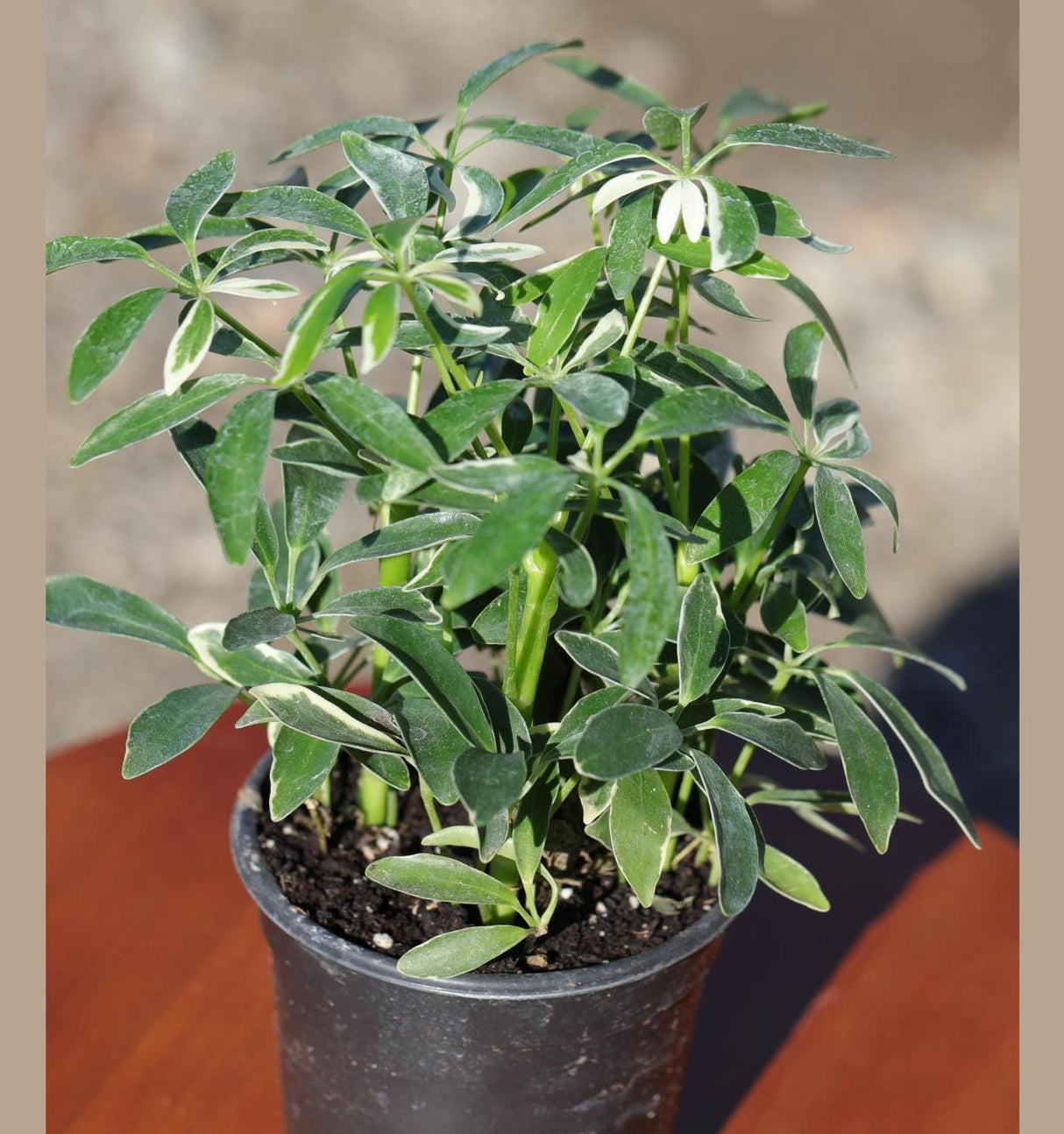 Live Variegated Schefflera Arboricola Plant, Umbrella Plant, Plant Pot for Home and Garden Decor | Schefflera Moondrop in 4” Nursery Pot