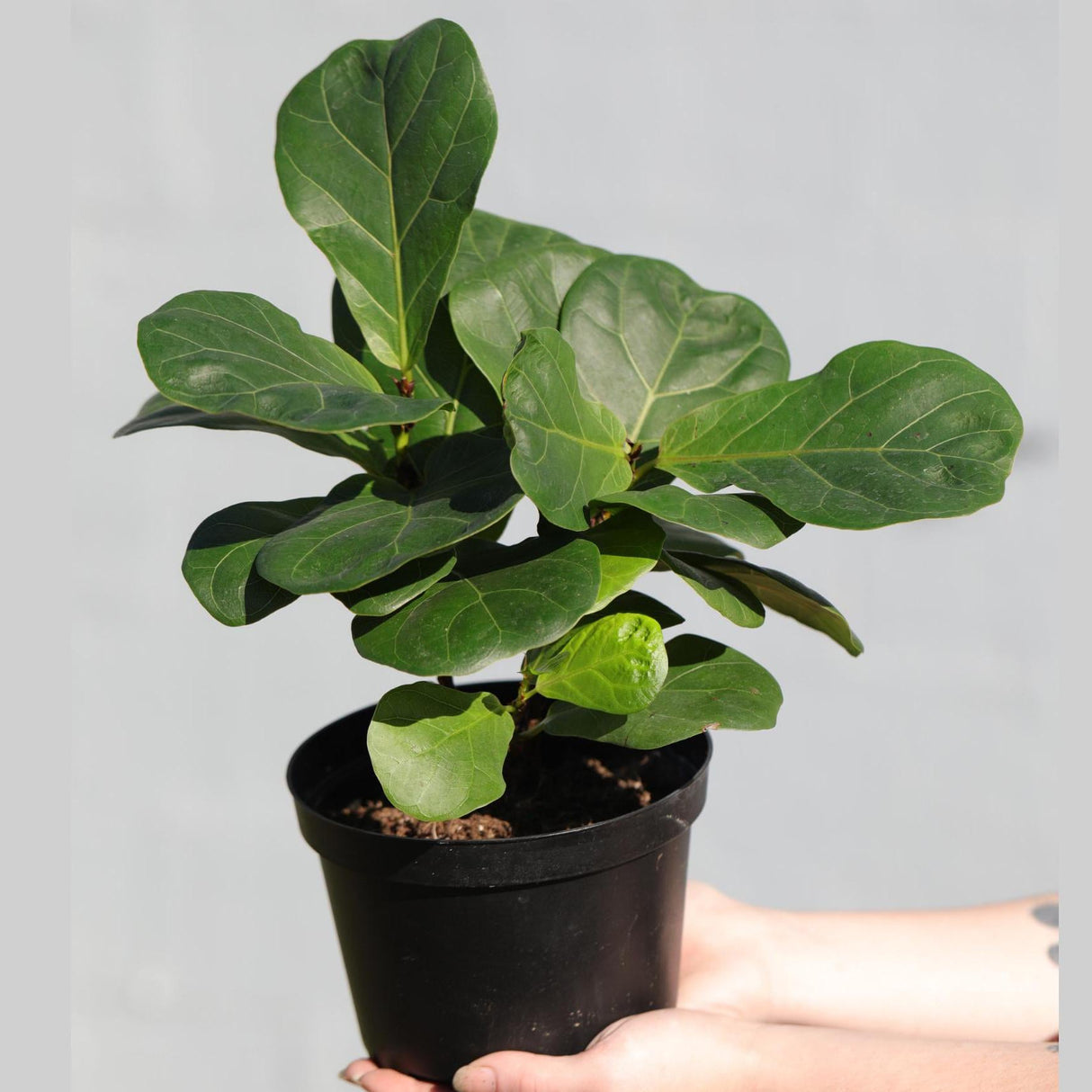 Fiddle Fig Tree | Live Houseplant in a 5" Nursery Pot | Large Fixus Lyrata Fig Tree | Low light Indoor Plant | Air Purifying Houseplants