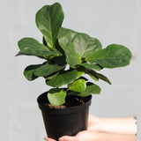 Fiddle Fig Tree | Live Houseplant in a 5" Nursery Pot | Large Fixus Lyrata Fig Tree | Low light Indoor Plant | Air Purifying Houseplants