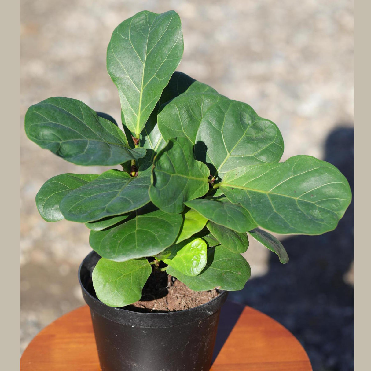 Fiddle Fig Tree | Live Houseplant in a 5" Nursery Pot | Large Fixus Lyrata Fig Tree | Low light Indoor Plant | Air Purifying Houseplants