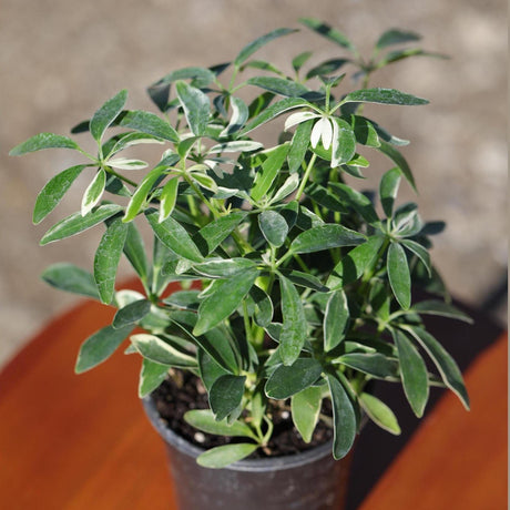 Live Variegated Schefflera Arboricola Plant, Umbrella Plant, Plant Pot for Home and Garden Decor | Schefflera Moondrop in 4” Nursery Pot
