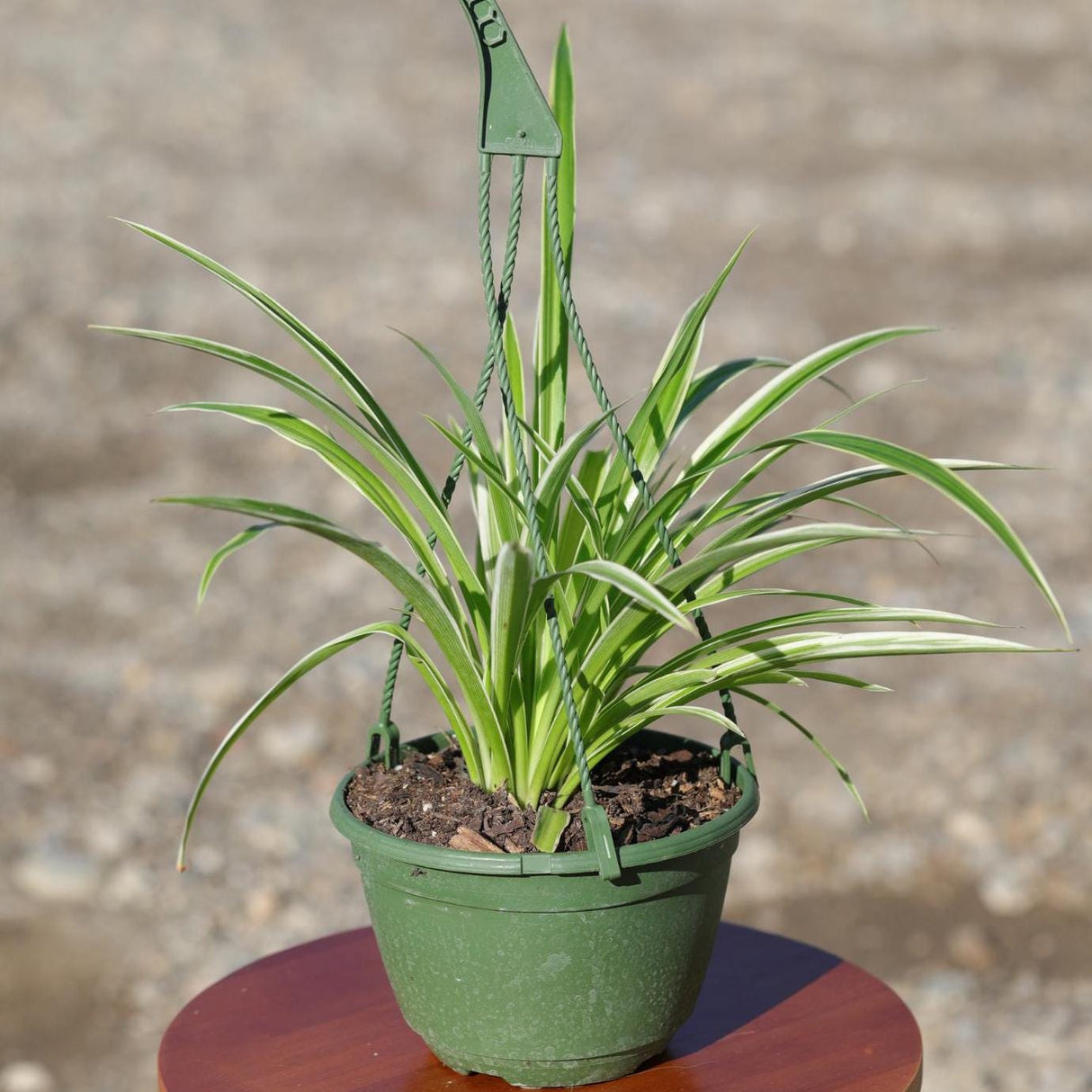 Variegated Spider Chlorophytum Bonnie in 6" Hanging Basket - Easy to Grow - Curly Spider Live Plant - Long Vines Houseplant - US Seller