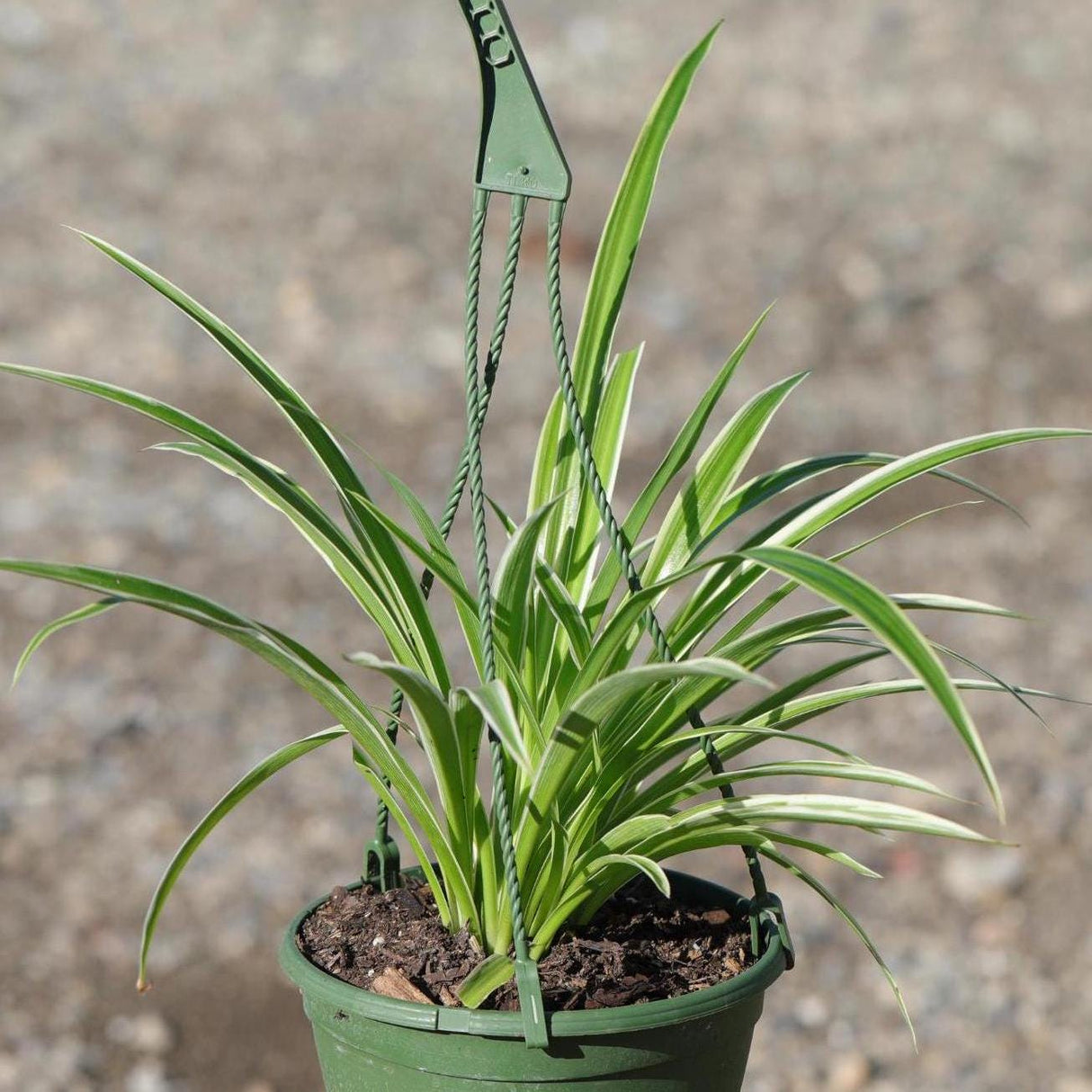 Variegated Spider Chlorophytum Bonnie in 6" Hanging Basket - Easy to Grow - Curly Spider Live Plant - Long Vines Houseplant - US Seller