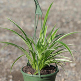 Variegated Spider Chlorophytum Bonnie in 6" Hanging Basket - Easy to Grow - Curly Spider Live Plant - Long Vines Houseplant - US Seller