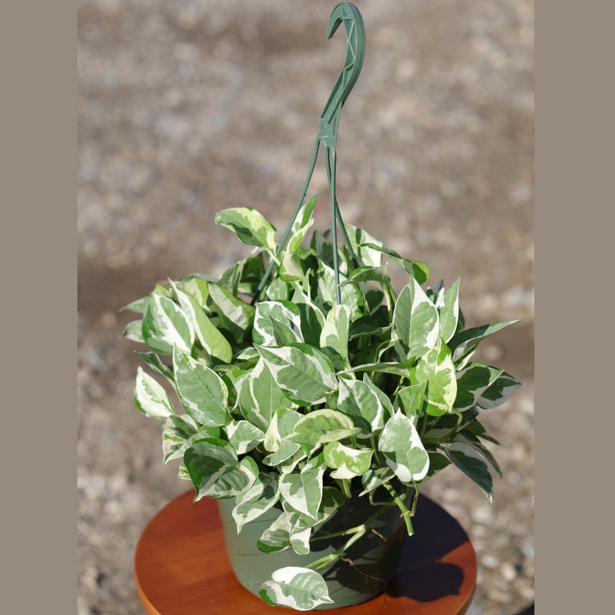 N'Joy Pothos Plant in a 8" Hanging Basket | Low Light Variegated Houseplants | Air Purifying Indoor Plants | Vining Office Plant