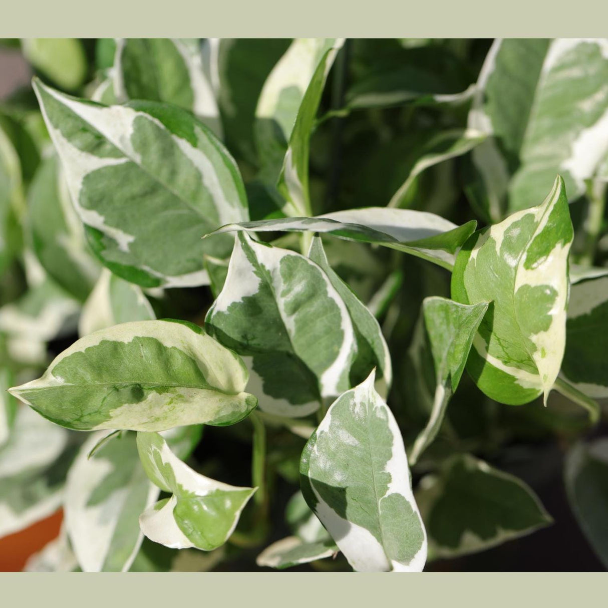N'Joy Pothos Plant in a 8" Hanging Basket | Low Light Variegated Houseplants | Air Purifying Indoor Plants | Vining Office Plant