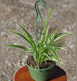 Variegated Spider Chlorophytum Bonnie in 6" Hanging Basket - Easy to Grow - Curly Spider Live Plant - Long Vines Houseplant - US Seller