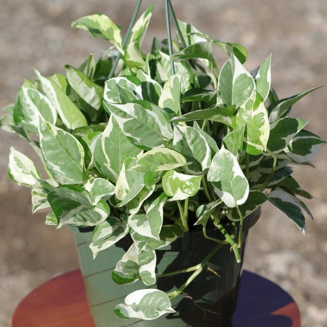 N'Joy Pothos Plant in a 8" Hanging Basket | Low Light Variegated Houseplants | Air Purifying Indoor Plants | Vining Office Plant
