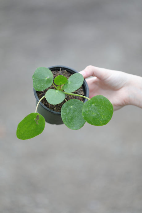 Chinese Money Plant 3 inch - Pilea Peperomiodies Lucky Indoor Plant - Vining Low Light Pet Safe Plant - Low Maintenance Indoor Plant
