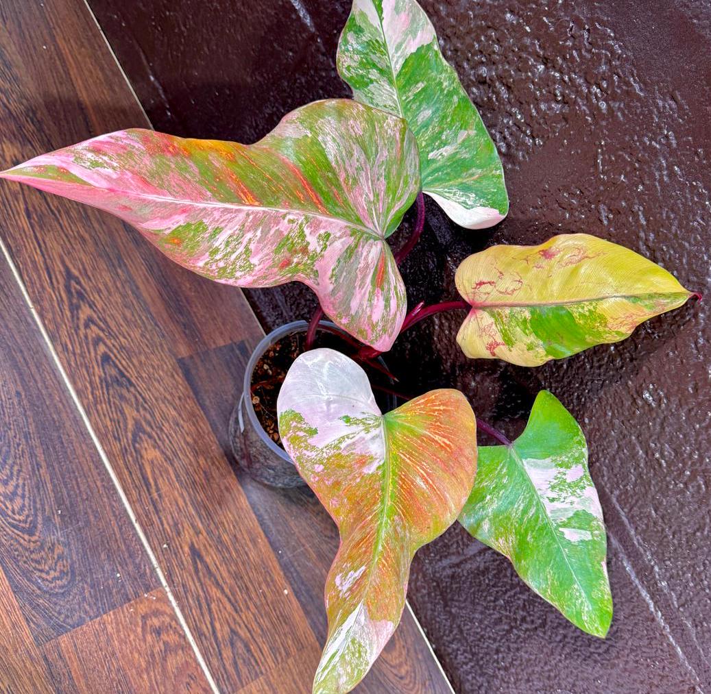 Variegated Philodendron Strawberry Shake in a Nursery Pot - Large Strawberry Shake RARE collector plant
