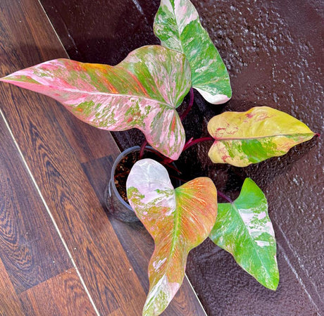 Variegated Philodendron Strawberry Shake in a Nursery Pot - Large Strawberry Shake RARE collector plant