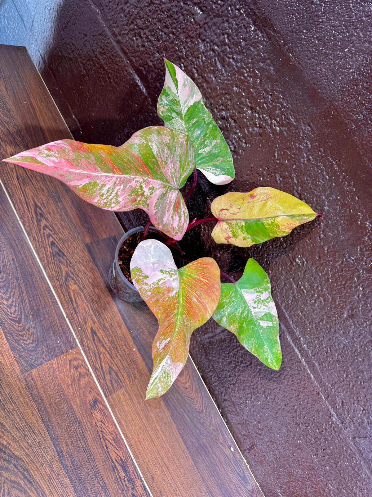 Variegated Philodendron Strawberry Shake in a Nursery Pot - Large Strawberry Shake RARE collector plant