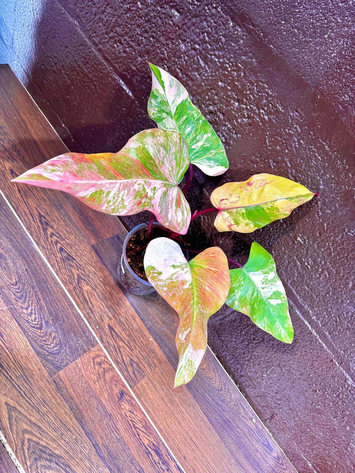 Variegated Philodendron Strawberry Shake in a Nursery Pot - Large Strawberry Shake RARE collector plant