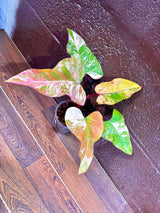 Variegated Philodendron Strawberry Shake in a Nursery Pot - Large Strawberry Shake RARE collector plant