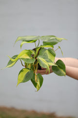 Philodendron Brazil Plant 4" Nursery Pot - Yellow Variegated Pothos Plant - Trailing Air Purifying Low Light Houseplant - Office Gift Plant