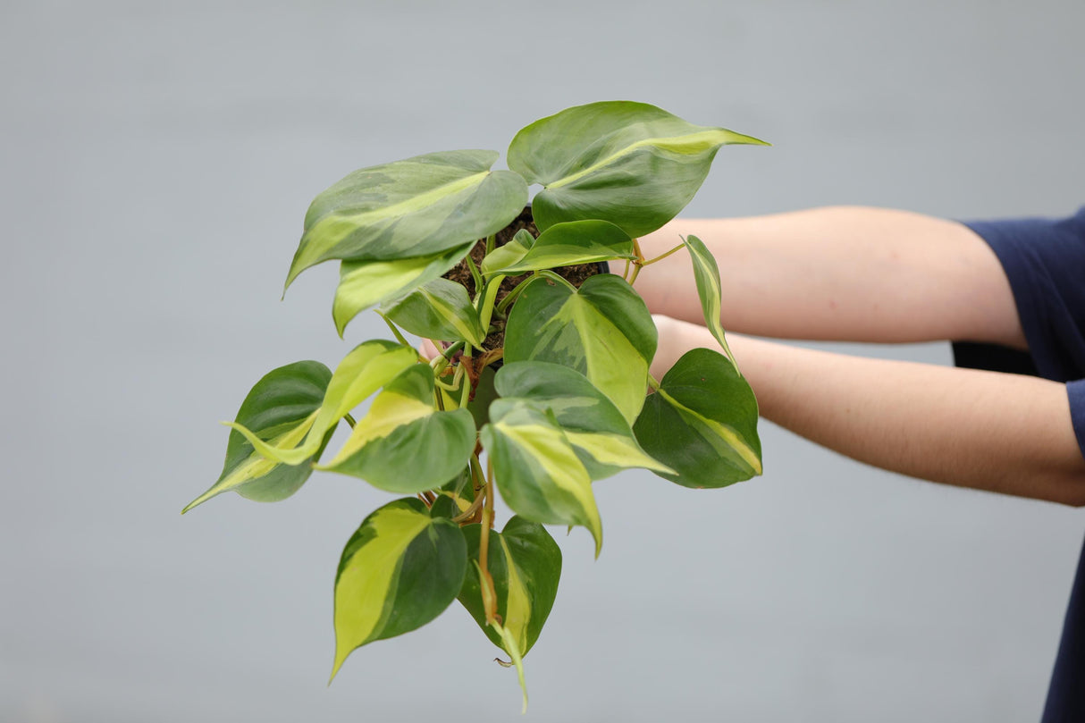 Philodendron Brazil Plant 4" Nursery Pot - Yellow Variegated Pothos Plant - Trailing Air Purifying Low Light Houseplant - Office Gift Plant