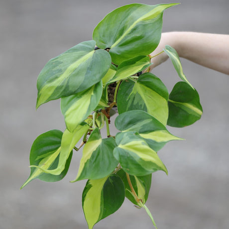 Philodendron Brazil Plant 4" Nursery Pot - Yellow Variegated Pothos Plant - Trailing Air Purifying Low Light Houseplant - Office Gift Plant
