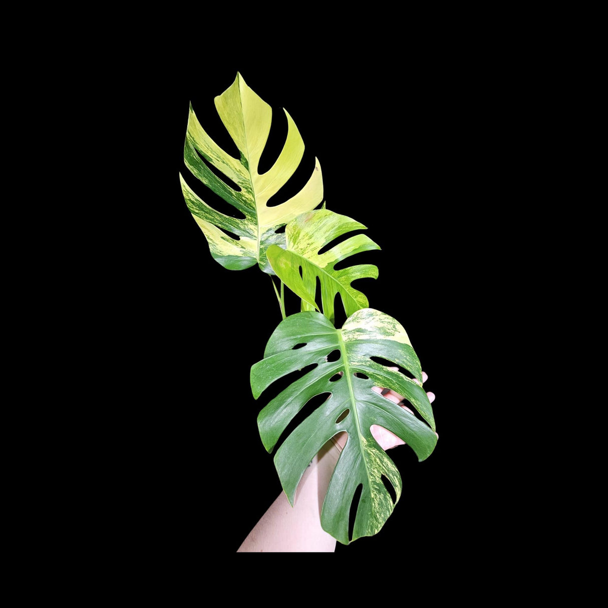 Monstera Aurea Variegated Borsigiana in a Nursery Pot - Monstera Aurea Top Cut Potted Plant - Monstera Marmota - SAME PLANT Large Form
