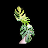 Monstera Aurea Variegated Borsigiana in a Nursery Pot - Monstera Aurea Top Cut Potted Plant - Monstera Marmota - SAME PLANT Large Form