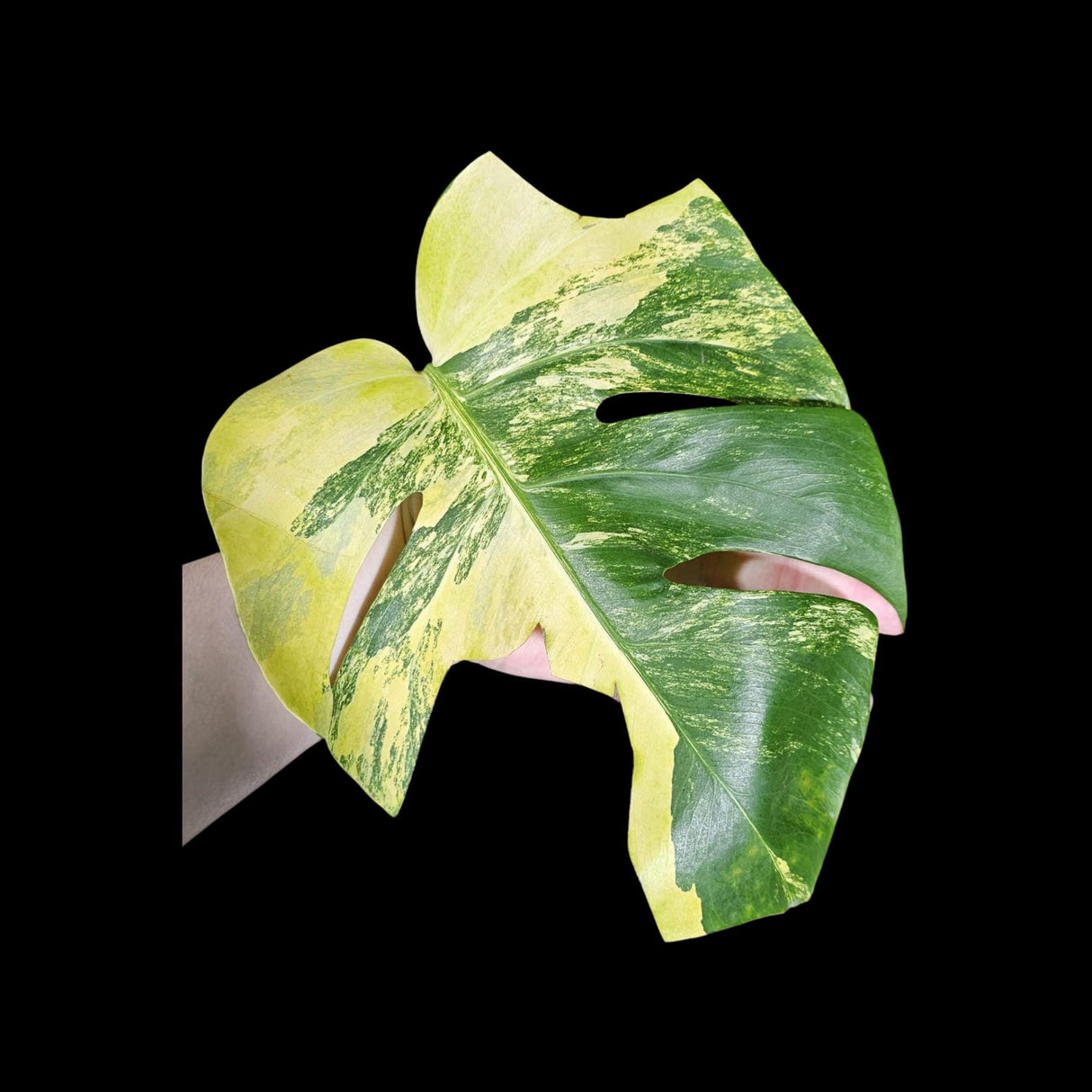 Monstera Aurea Variegated Borsigiana in a Nursery Pot - Monstera Aurea Top Cut Potted Plant - Monstera Marmota