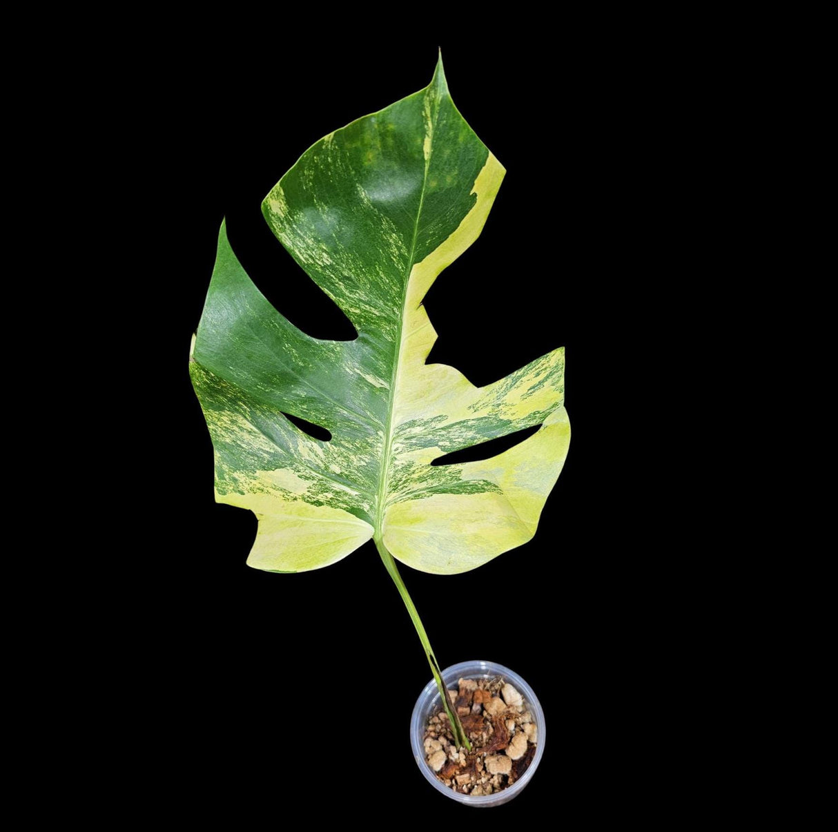Monstera Aurea Variegated Borsigiana in a Nursery Pot - Monstera Aurea Top Cut Potted Plant - Monstera Marmota