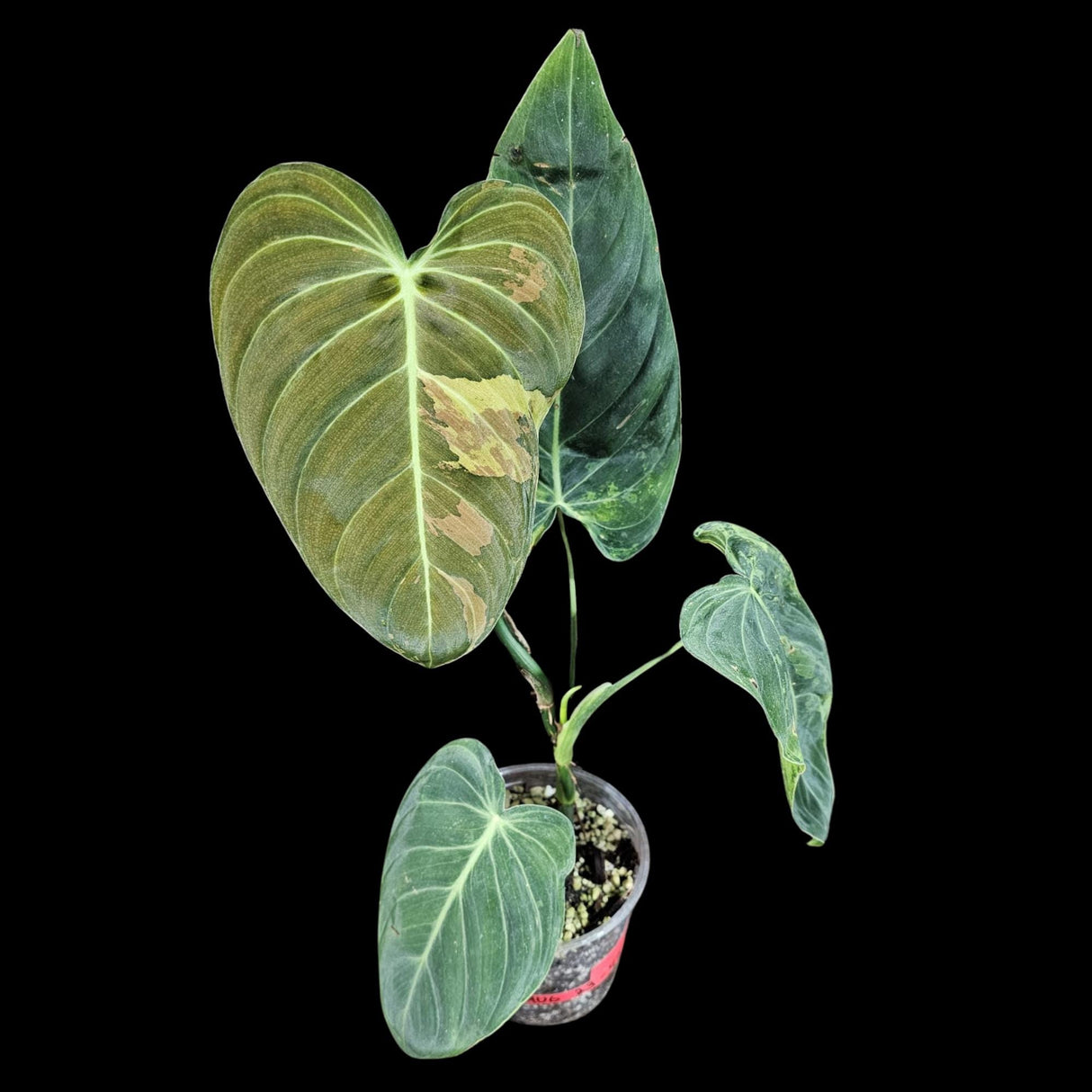 Philodendron Melanochrysum Variegated Plant in a Nursery Pot -Extremely Rare Collector Plant - US SELLER - Same Plant as the image