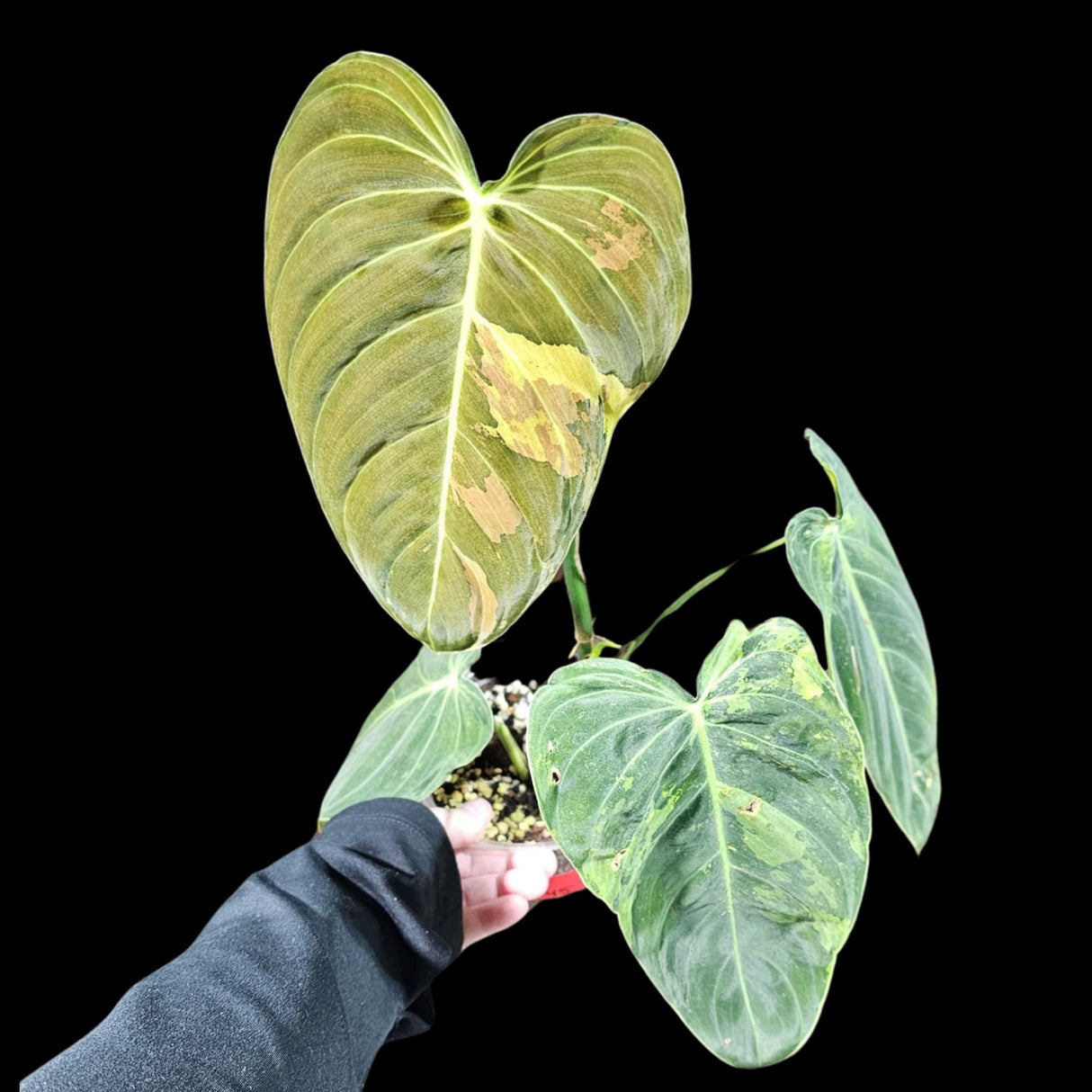 Philodendron Melanochrysum Variegated Plant in a Nursery Pot -Extremely Rare Collector Plant - US SELLER - Same Plant as the image
