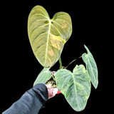 Philodendron Melanochrysum Variegated Plant in a Nursery Pot -Extremely Rare Collector Plant - US SELLER - Same Plant as the image