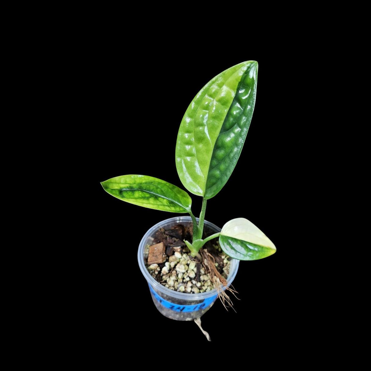 Variegated Monstera Peru in a Nursery Pot | Live Rare Houseplants | Air Purifying Plants | Monstera Peru EXACT SAME Potted Plant - US Seller