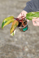 RARE Variegated Philodendron Strawberry Shake in a Nursery Pot - Strawberry Shake collector plant - SAME Plant as images - US seller