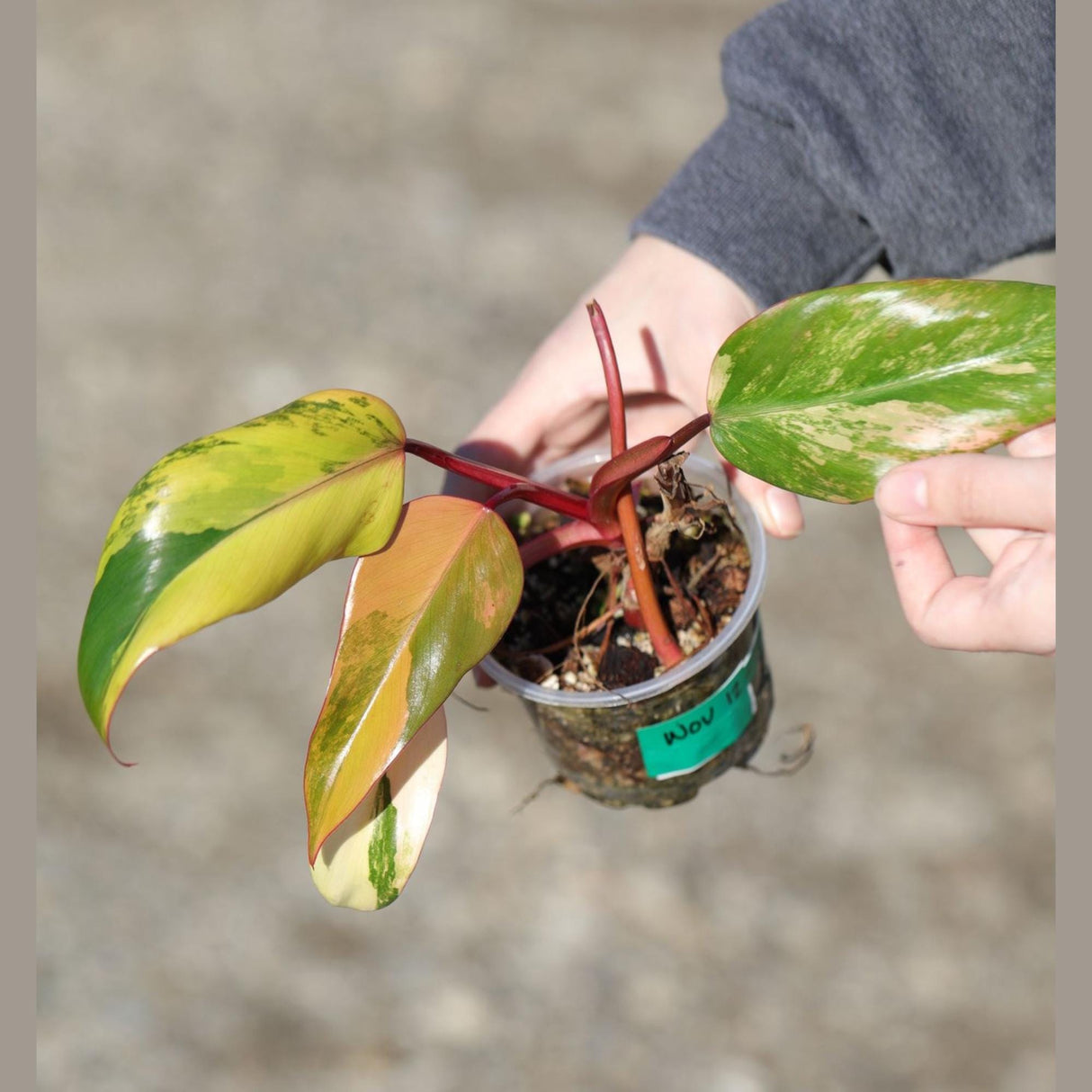 RARE Variegated Philodendron Strawberry Shake in a Nursery Pot - Strawberry Shake collector plant - SAME Plant as images - US seller