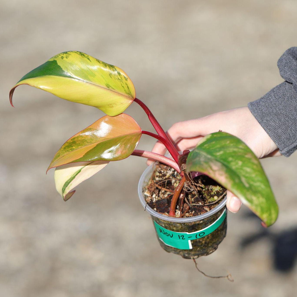 RARE Variegated Philodendron Strawberry Shake in a Nursery Pot - Strawberry Shake collector plant - SAME Plant as images - US seller