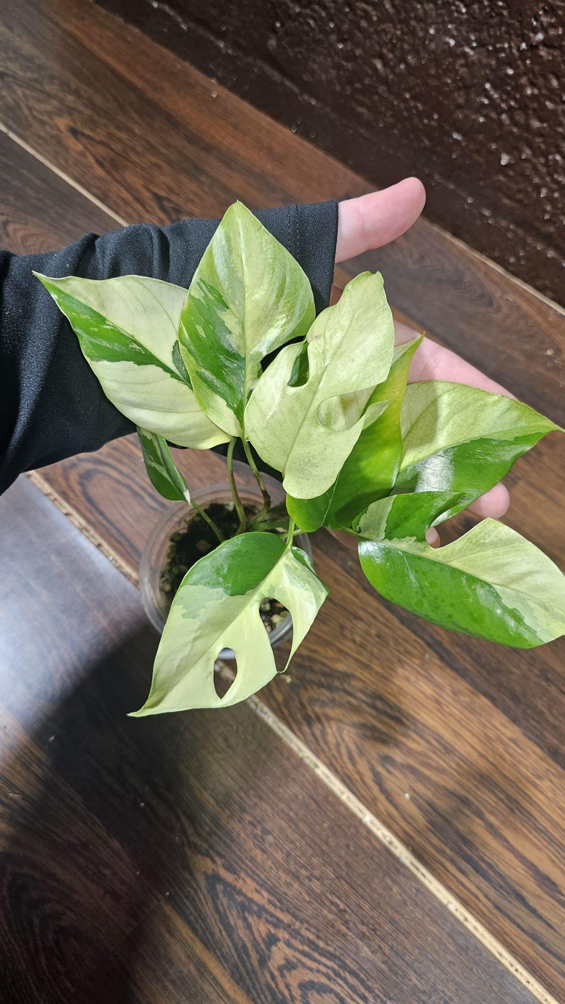 Rare Variegated Rhaphidophora Tetrasperma Albo in a Nursery Pot - Rare Mini Tetrasperma - Low Light Indoor Plant - Live Plant - US Seller