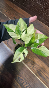 Rare Variegated Rhaphidophora Tetrasperma Albo in a Nursery Pot - Rare Mini Tetrasperma - Low Light Indoor Plant - Live Plant - US Seller