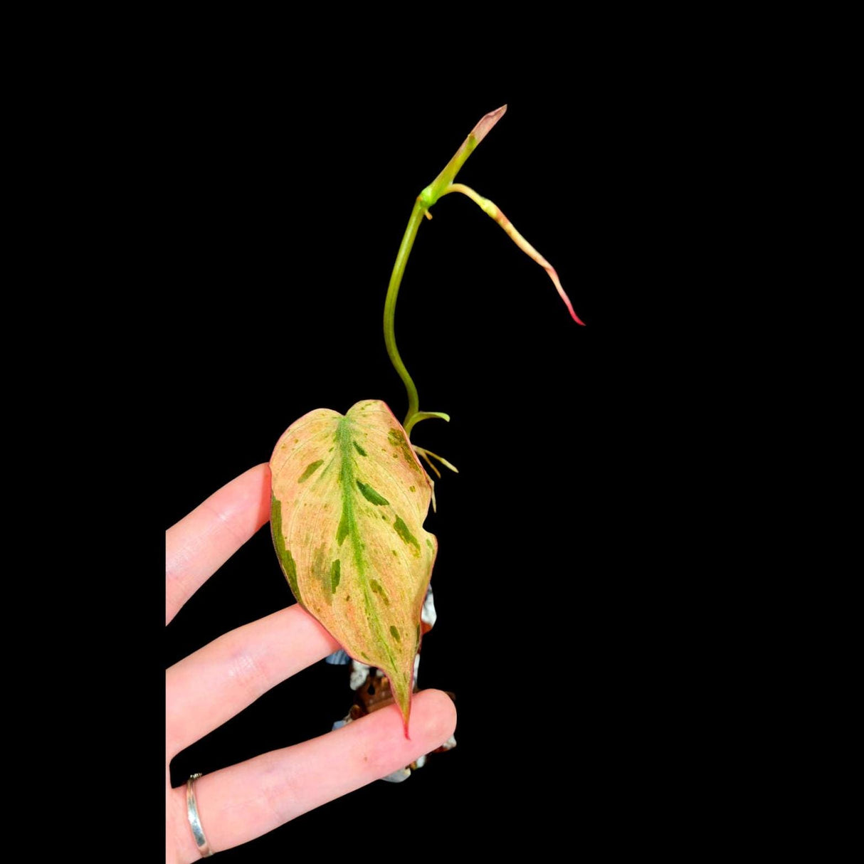Rare Variegated Philodendron Mican Mint in a Nursery Pot - Variegated Indoor Potted Plant- US SELLER - A Similar Pot as the image