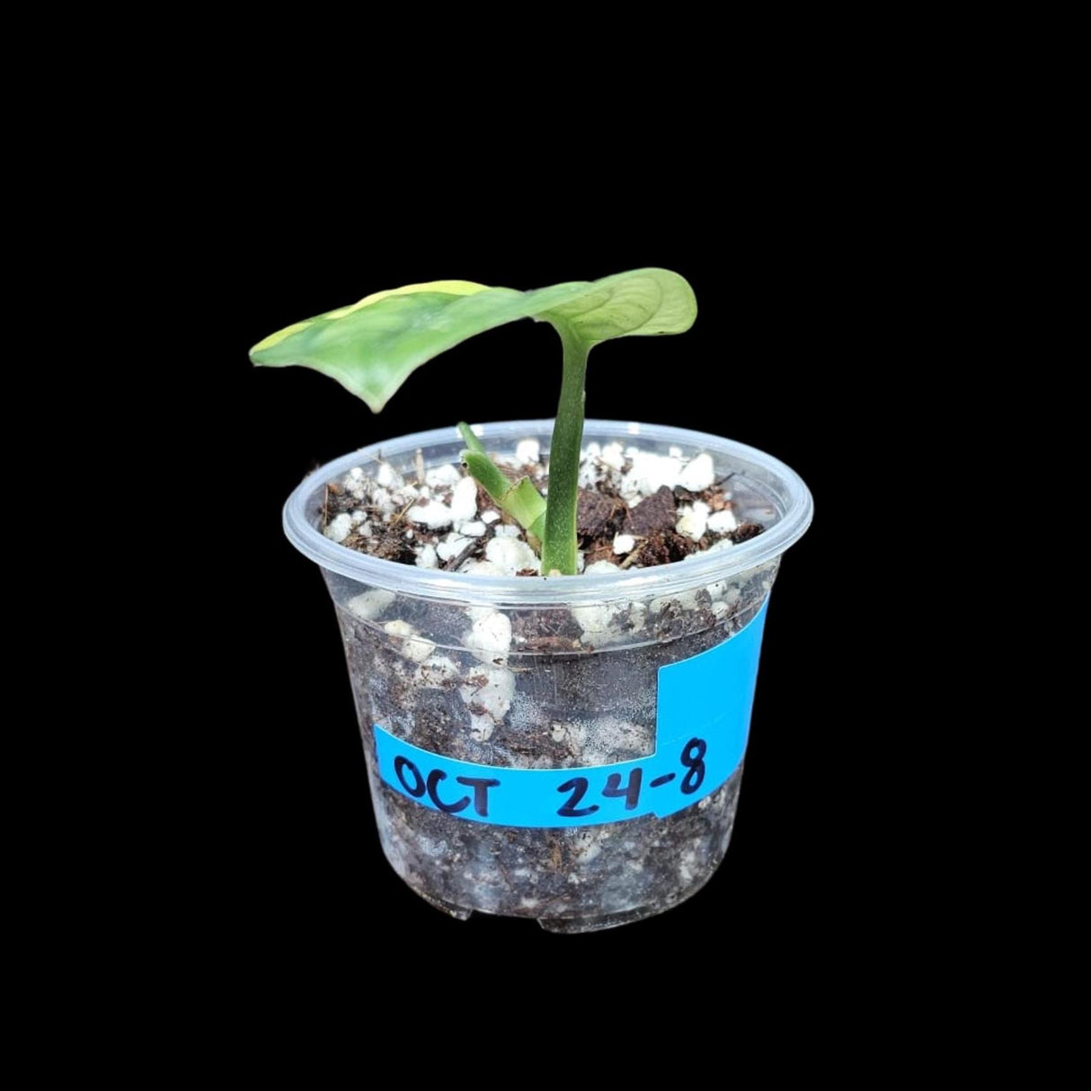 Variegated Monstera Peru in a Nursery Pot | Live Rare Houseplants | Air Purifying Plants | Monstera Peru EXACT SAME Potted Plant - US Seller