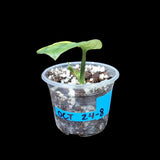 Variegated Monstera Peru in a Nursery Pot | Live Rare Houseplants | Air Purifying Plants | Monstera Peru EXACT SAME Potted Plant - US Seller
