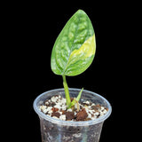 Variegated Monstera Peru in a Nursery Pot | Live Rare Houseplants | Air Purifying Plants | Monstera Peru EXACT SAME Potted Plant - US Seller