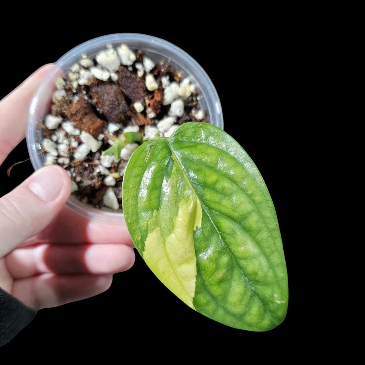 Variegated Monstera Peru in a Nursery Pot | Live Rare Houseplants | Air Purifying Plants | Monstera Peru EXACT SAME Potted Plant - US Seller