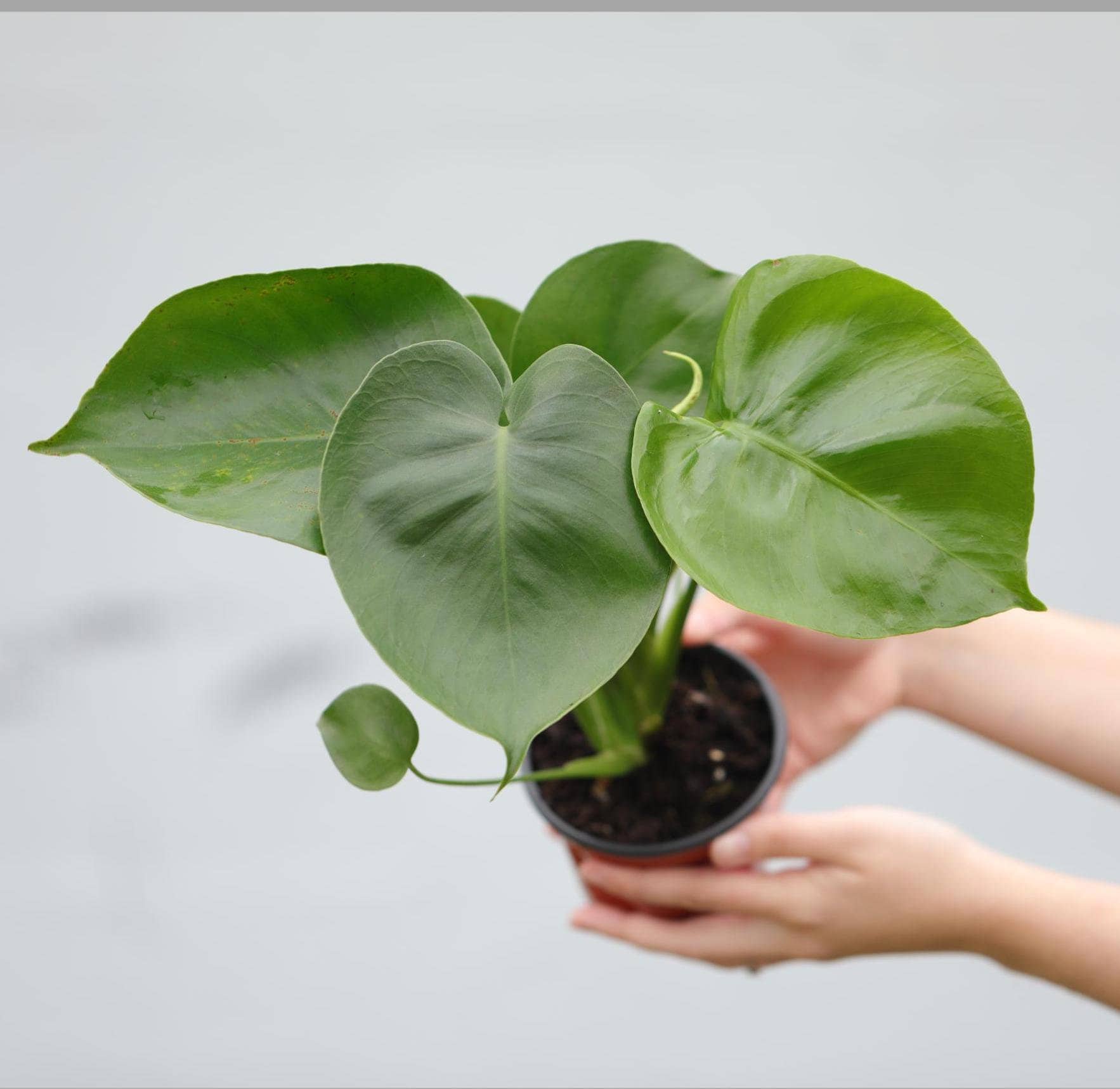 baby monstera plant Monstera Deliciosa in a 4" Nursery Pot - Monstera Plant
