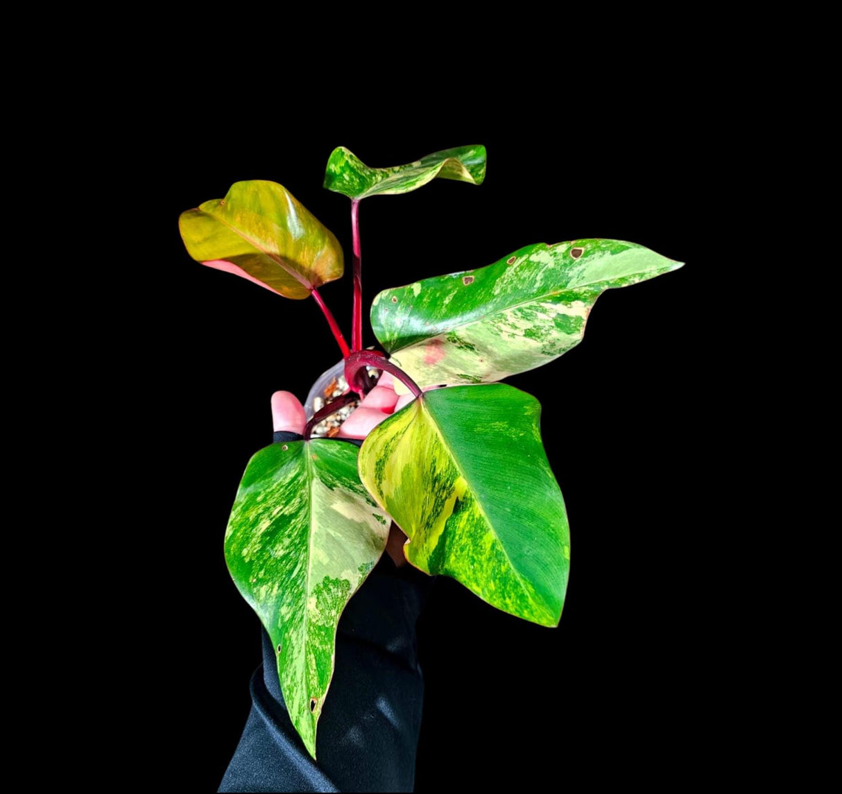 Variegated Philodendron Strawberry Shake in a Nursery Pot - RARE collector plant - Beginners Plant - Live Indoor Plant - US seller