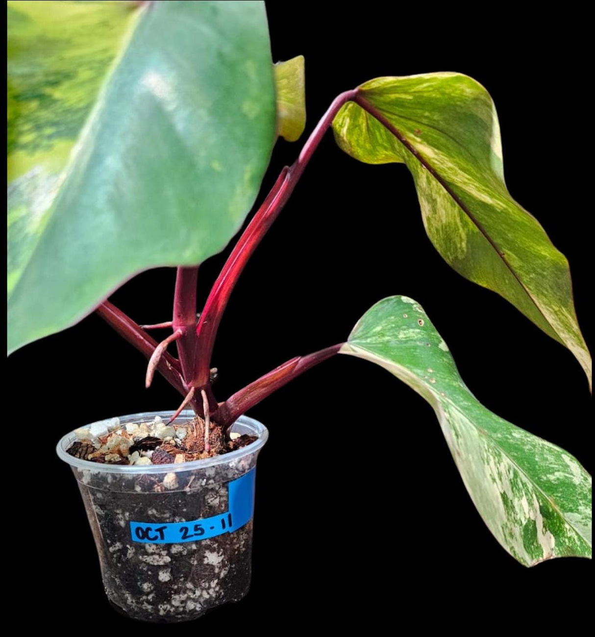 Variegated Philodendron Strawberry Shake in a Nursery Pot - RARE collector plant - Beginners Plant - Live Indoor Plant - US seller