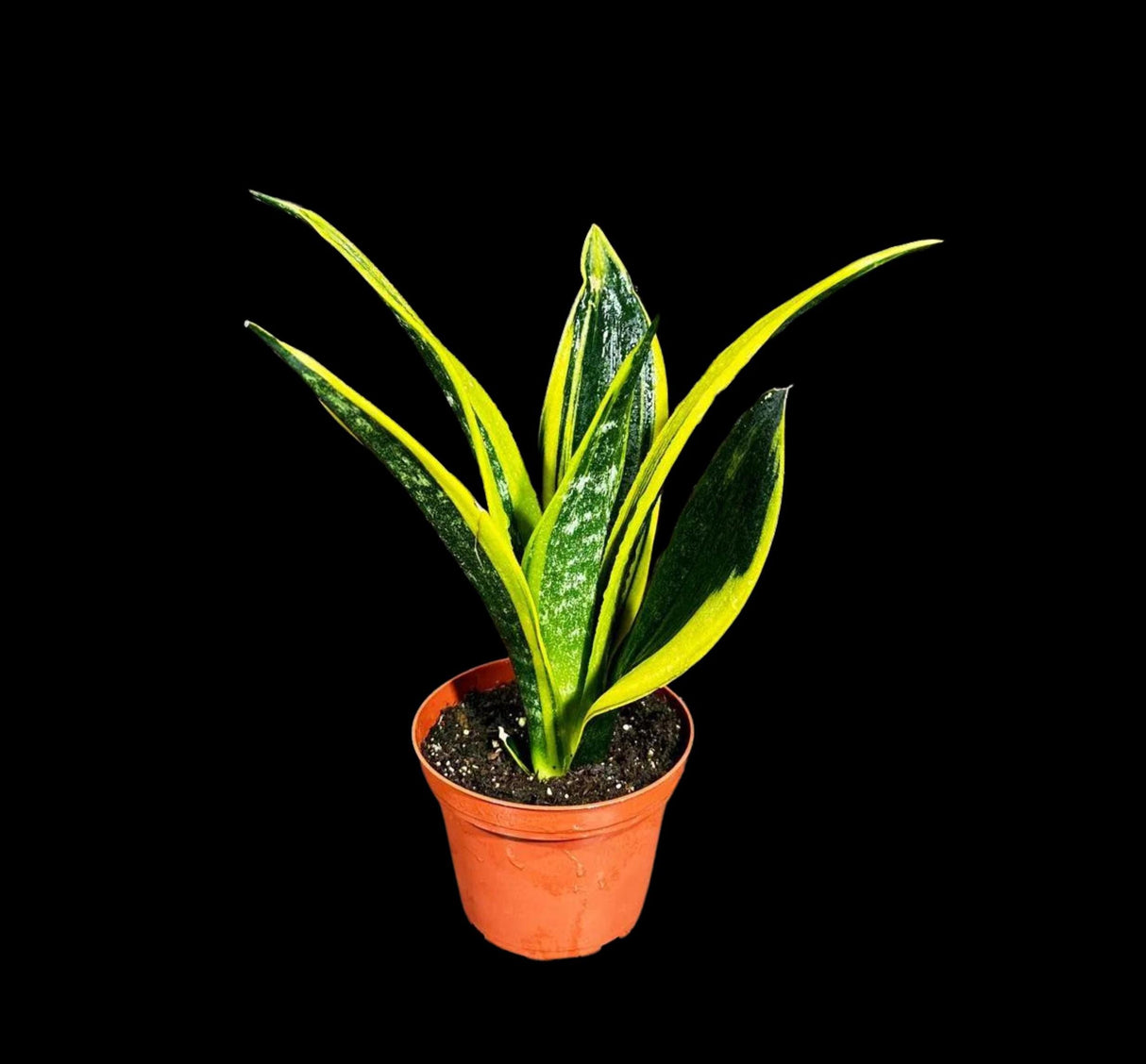 Rare Sansevieria Black Gold Snake Plant in a 3” pot - Gift Houseplant - Indoor Air Purifier Plant - Live Houseplant - US Seller