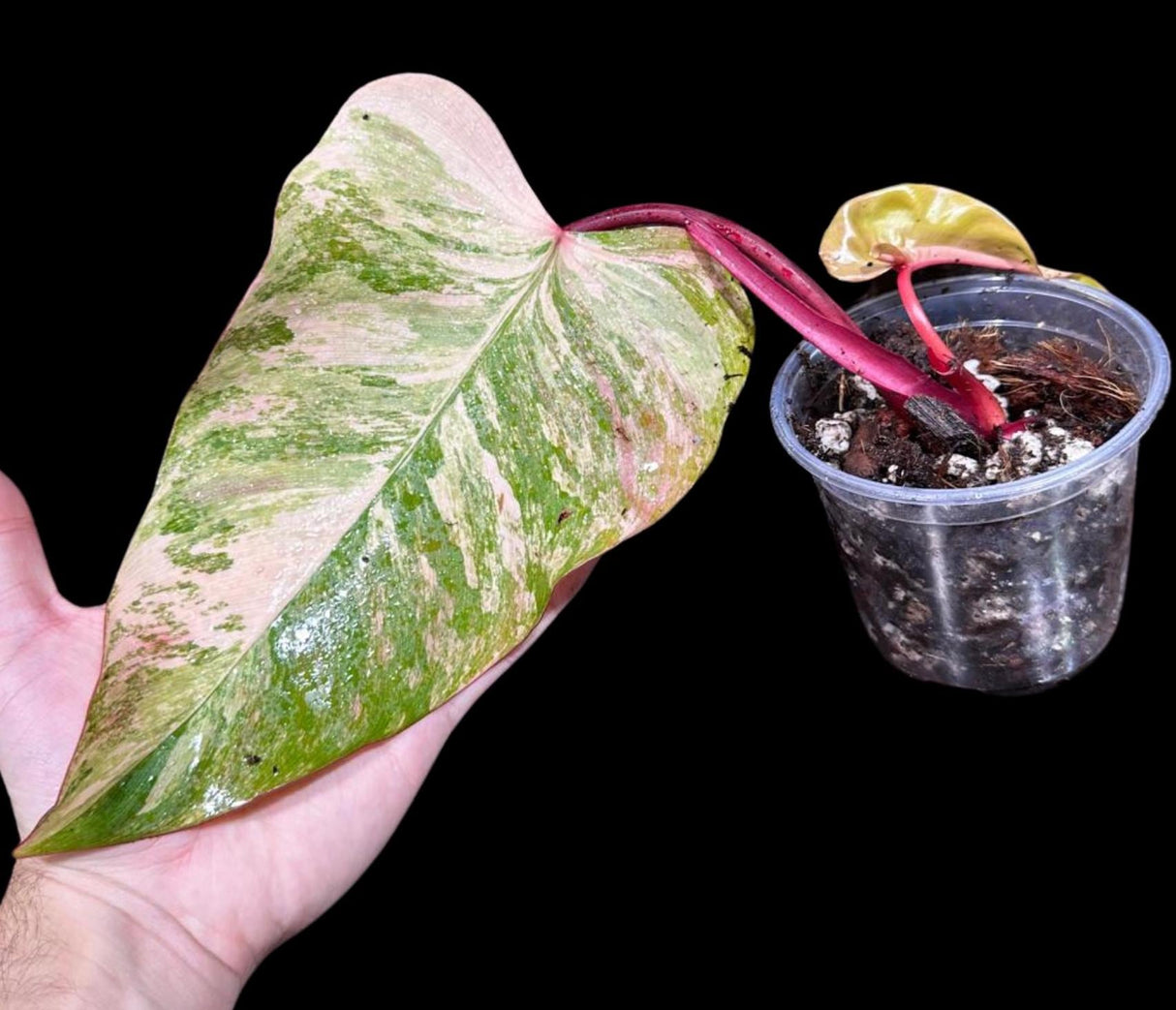 Variegated Philodendron Strawberry Shake in a Nursery Pot - Strawberry Shake RARE Collector Potted Plant - Live Indoor Plant - US seller