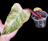 Variegated Philodendron Strawberry Shake in a Nursery Pot - Strawberry Shake RARE Collector Potted Plant - Live Indoor Plant - US seller