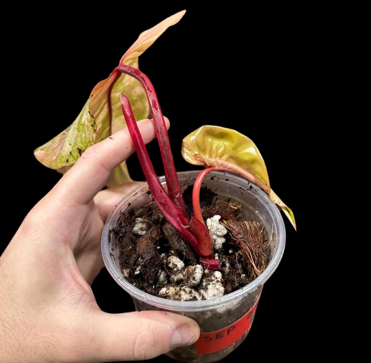 Variegated Philodendron Strawberry Shake in a Nursery Pot - Strawberry Shake RARE Collector Potted Plant - Live Indoor Plant - US seller