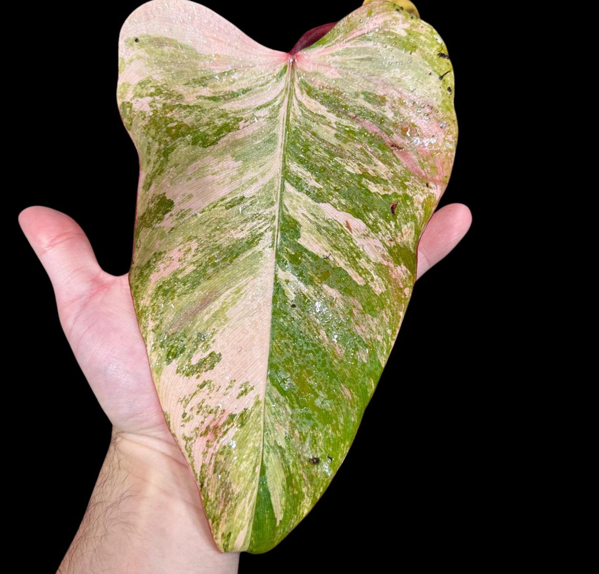 Variegated Philodendron Strawberry Shake in a Nursery Pot - Strawberry Shake RARE Collector Potted Plant - Live Indoor Plant - US seller