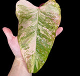 Variegated Philodendron Strawberry Shake in a Nursery Pot - Strawberry Shake RARE Collector Potted Plant - Live Indoor Plant - US seller