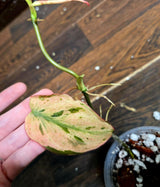 Rare Variegated Philodendron Mican Mint in a Nursery Pot - Variegated Indoor Potted Plant- US SELLER - A Similar Pot as the image