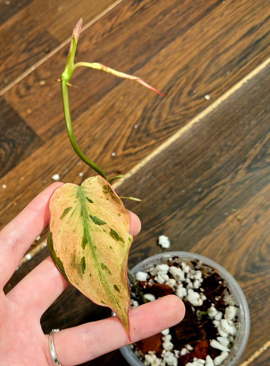 Rare Variegated Philodendron Mican Mint in a Nursery Pot - Variegated Indoor Potted Plant- US SELLER - A Similar Pot as the image
